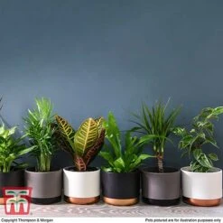 T&M's Choice House Plant Mix -Green Haven Shop HOUS T78783 H1