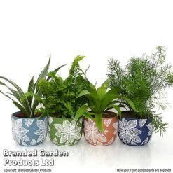 Mixed Delphi Ceramic House Plants -Green Haven Shop HOUS DELPH12CM T50540