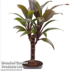 Houseplant Tropical Mix -Green Haven Shop HOUS TROP KF0878 A