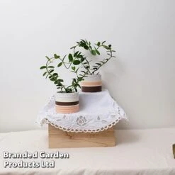 Heart-Shaped Hoya Carnosa In Decorative Ceramic Pot -Green Haven Shop HOYA HEARTC9CM S47727