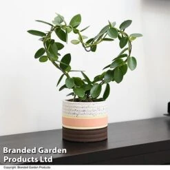 Heart-Shaped Hoya Carnosa In Decorative Ceramic Pot -Green Haven Shop HOYA HEARTCARN T48045