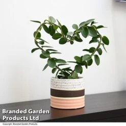 Heart-Shaped Hoya Carnosa In Decorative Ceramic Pot -Green Haven Shop HOYA HEARTCARN T48046