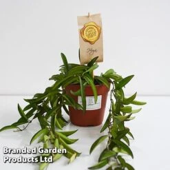 Hoya Wayetii -Green Haven Shop HOYA WAYET12CM T45174E