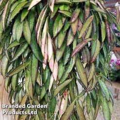 Hoya Wayetii -Green Haven Shop HOYA WAYETII KF1288