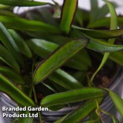 Hoya Wayetii -Green Haven Shop HOYA WAYETII T45177B