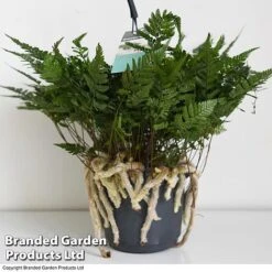 Humata Tyermannii -Green Haven Shop HUMA WKC8849 D