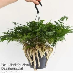 Humata Tyermannii -Green Haven Shop HUMA WKC8849 E