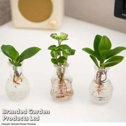 Hydroponic Collection Trio -Green Haven Shop HYDR COLL C