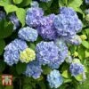 Hydrangea Macrophylla 'Early Blue'