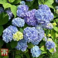 Hydrangea Macrophylla 'Early Blue'
