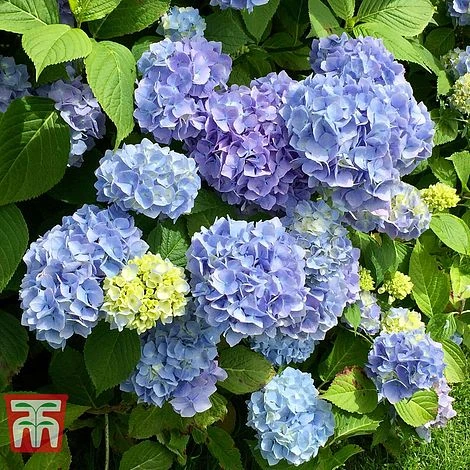 Hydrangea Macrophylla 'Early Blue' 1 Hydrangea Macrophylla 'Early Blue'