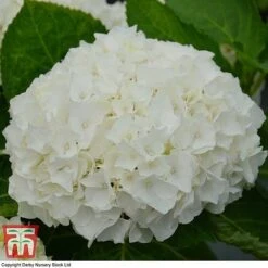 Hydrangea Macrophylla 'Wudu' -Green Haven Shop HYDR KB3623 A
