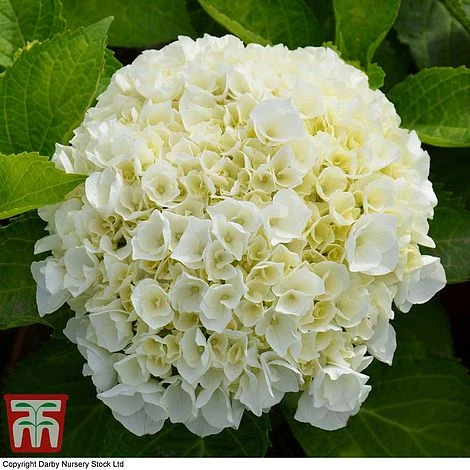 Hydrangea Macrophylla 'Wudu' -Green Haven Shop HYDR KB3623 B