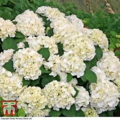 Hydrangea Macrophylla 'Wudu' -Green Haven Shop HYDR KB3623 C