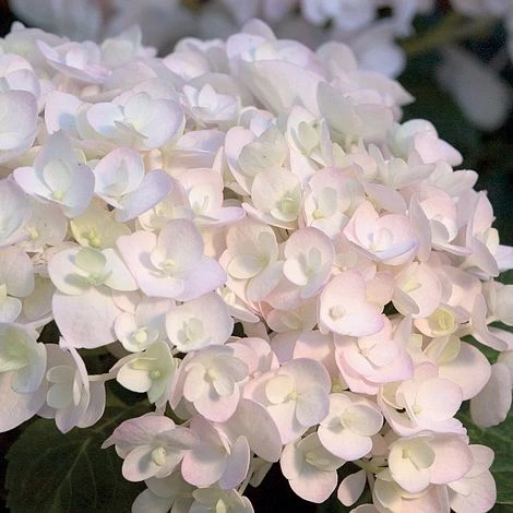 Hydrangea Macrophylla 'Endless Summer - The Bride' 1 Hydrangea Macrophylla 'Endless Summer - The Bride'