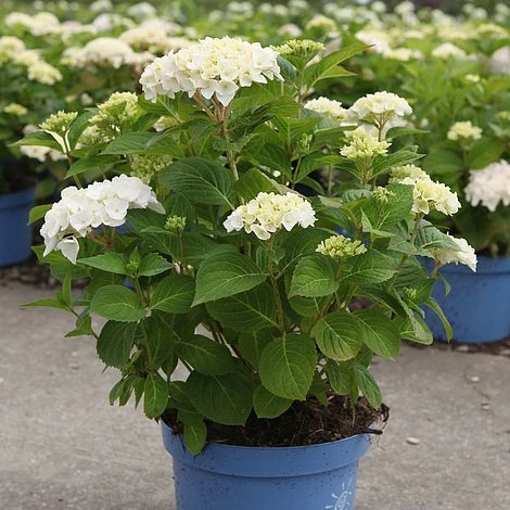Hydrangea Macrophylla 'Endless Summer - The Bride' 2 Hydrangea Macrophylla 'Endless Summer - The Bride' - Image 2