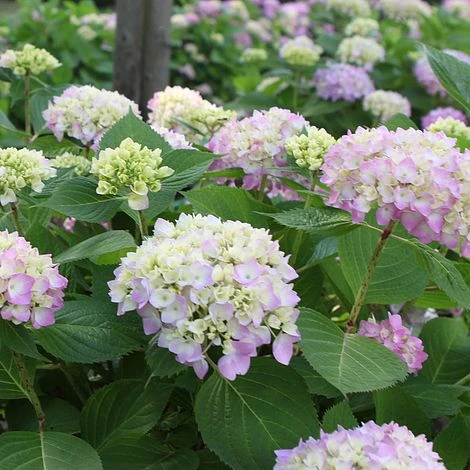 Hydrangea Macrophylla 'Endless Summer - The Original' -Green Haven Shop HYDR T62054 A h