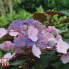 Hydrangea Aspera 'Hot Chocolate'