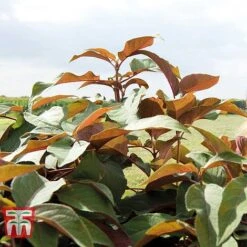 Hydrangea Aspera 'Hot Chocolate' 5 Hydrangea Aspera 'Hot Chocolate' -Green Haven Shop HYDR T62562 C