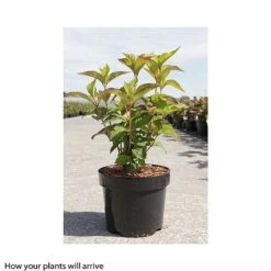 Hydrangea Serrata 'Avelroz' -Green Haven Shop HYDR T66256 A h