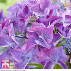 Hydrangea Macrophylla 'Black Diamonds Shining Angel Blue' -Green Haven Shop HYDR T79741 C1