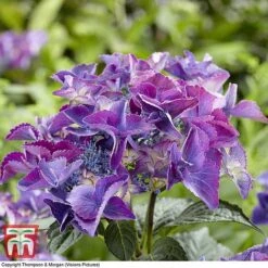 Hydrangea Macrophylla 'Black Diamonds Shining Angel Blue' -Green Haven Shop HYDR T79741 D1