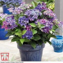 Hydrangea Macrophylla 'Black Diamonds Shining Angel Blue' -Green Haven Shop HYDR T79741 E1