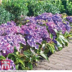 Hydrangea Macrophylla 'Black Diamonds Shining Angel Blue' -Green Haven Shop HYDR T79741 F1