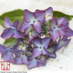 Hydrangea Macrophylla 'Black Diamonds Shining Angel Blue' -Green Haven Shop HYDR T79741 G1