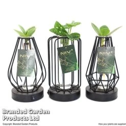 Hydroponic Collection In Turin Glass -Green Haven Shop HYDR LEDTURING T49858