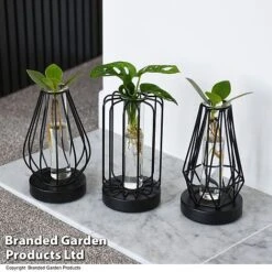 Hydroponic Collection In Turin Glass