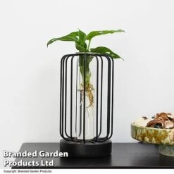 Hydroponic Collection In Turin Glass -Green Haven Shop HYDR LEDTURING T49863