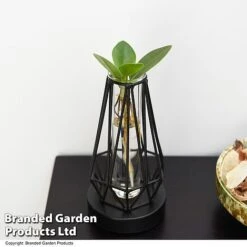 Hydroponic Collection In Turin Glass -Green Haven Shop HYDR LEDTURING T49865