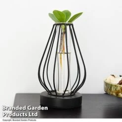 Hydroponic Collection In Turin Glass -Green Haven Shop HYDR LEDTURING T49867