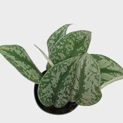 Scindapsus Pictus Trebie -Green Haven Shop IMG 1393 PhotoRoom