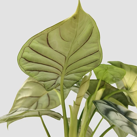 Alocasia Silver Dragon 3 Alocasia Silver Dragon - Image 3