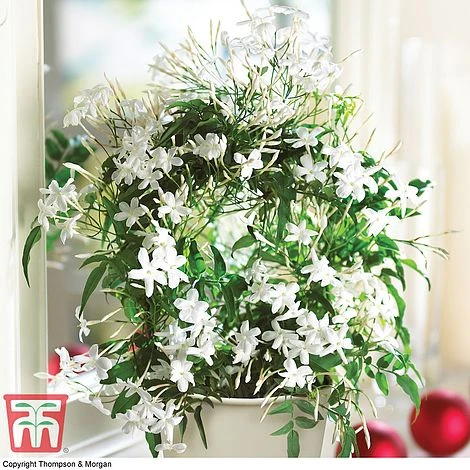 Jasmine On A Hoop 1 Jasmine On A Hoop