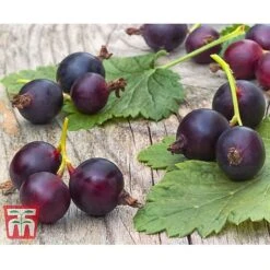 Casseille -Green Haven Shop JOST DWW3581 CC