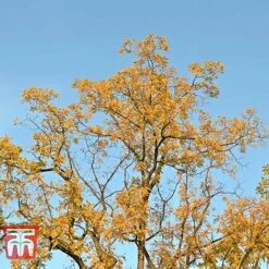 Black Walnut -Green Haven Shop JUGL TKA2057 D