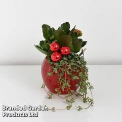 Kalanchoe Christmas Bauble - Gift