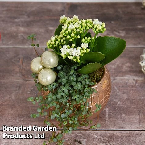 Kalanchoe Christmas Bauble - Gift 5 Kalanchoe Christmas Bauble - Gift - Image 5