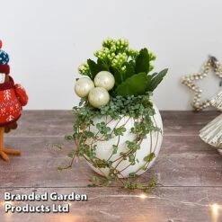 Kalanchoe Christmas Bauble - Gift 14 Kalanchoe Christmas Bauble - Gift -Green Haven Shop KALA CHRISBAUB T44342