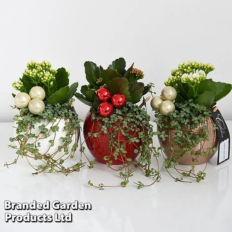 Kalanchoe Christmas Bauble - Gift 8 Kalanchoe Christmas Bauble - Gift - Image 8
