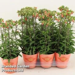 Kalanchoe Blossfeldiana 'Lucky Bells' -Green Haven Shop KALA LUCKY14CM WKF1192