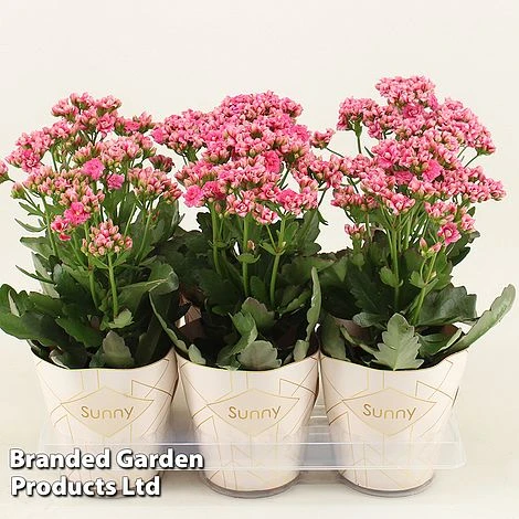Kalanchoe 'Sunny Pink' 1 Kalanchoe 'Sunny Pink'
