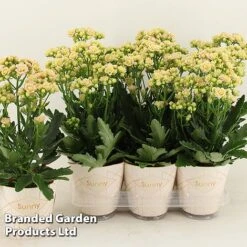 Kalanchoe 'Sunny Light Pink' 5 Kalanchoe 'Sunny Light Pink' -Green Haven Shop KALA SUNLP14CM S48786
