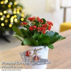 Christmas Kalanchoe - Gift 10 Christmas Kalanchoe - Gift -Green Haven Shop KALA ZINCSKATE T46919