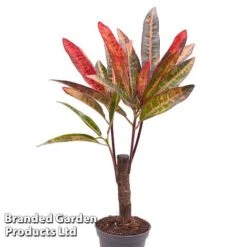 Houseplant Tropical Mix -Green Haven Shop KF0878 MIXD TROPIC6CM A