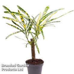 Houseplant Tropical Mix -Green Haven Shop KF0878 MIXD TROPIC6CM B