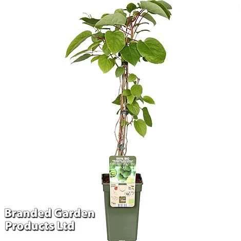 Kiwi 'Geneva' 2 Kiwi 'Geneva' - Image 2